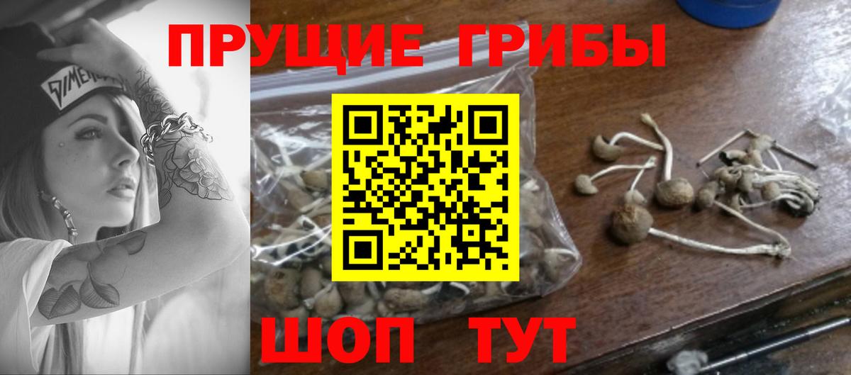 Галлюциногенные грибы Psilocybine cubensis Сызрань